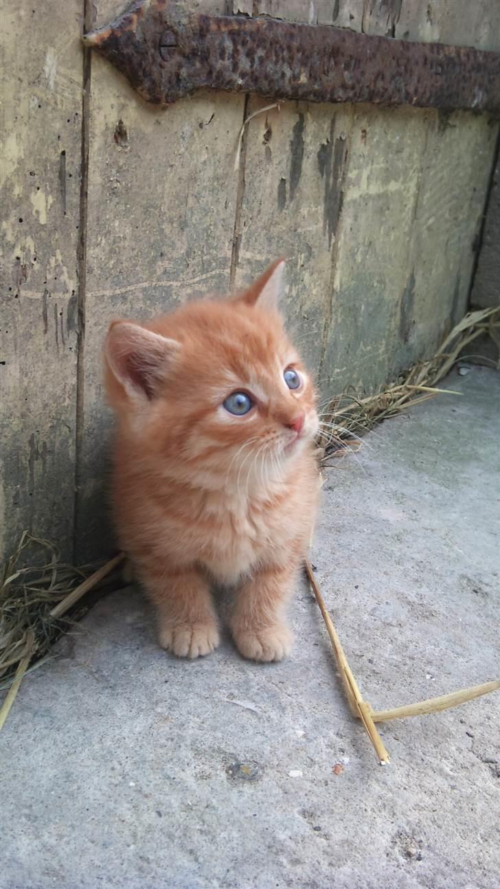 Blanding af racer Flæske billede 5