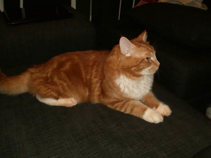 Blanding af racer Tumle billede 3