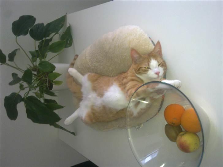 Huskat Toulouse billede 11