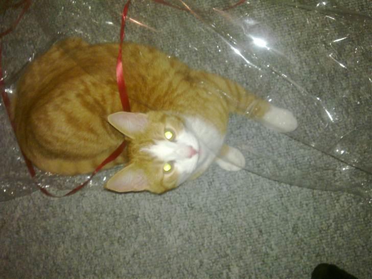 Huskat Toulouse billede 10