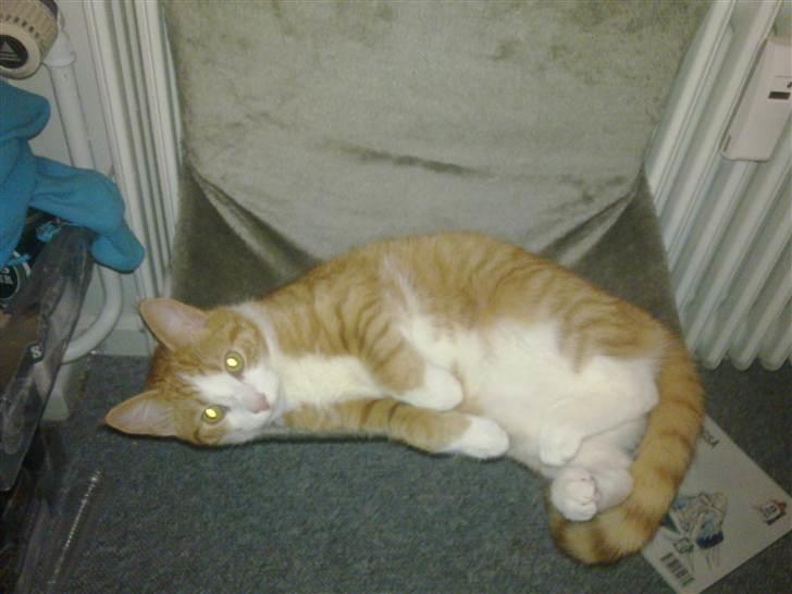 Huskat Toulouse billede 9