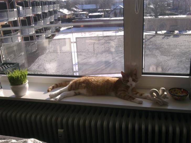 Huskat Toulouse billede 12