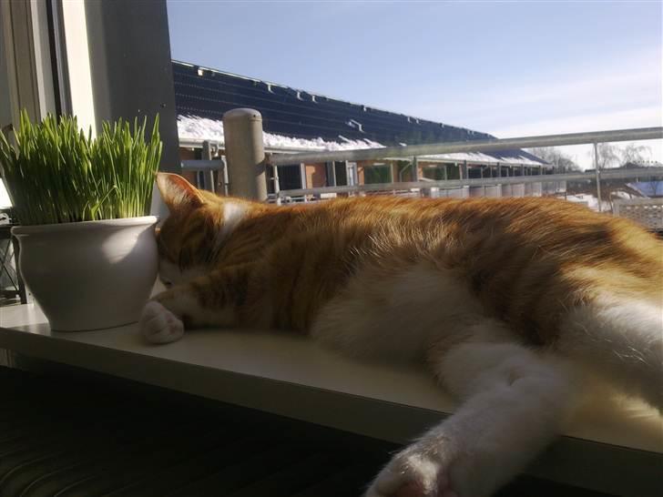 Huskat Toulouse billede 13