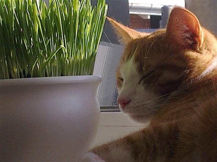 Huskat Toulouse billede 14