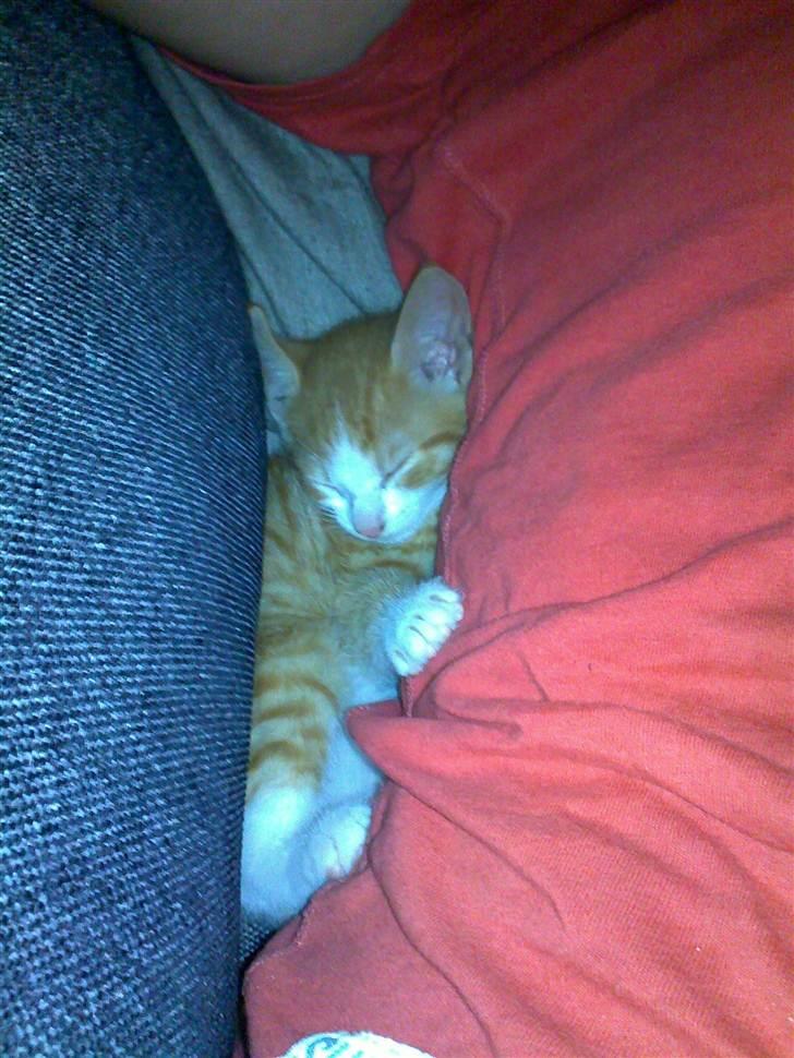 Huskat Toulouse billede 1