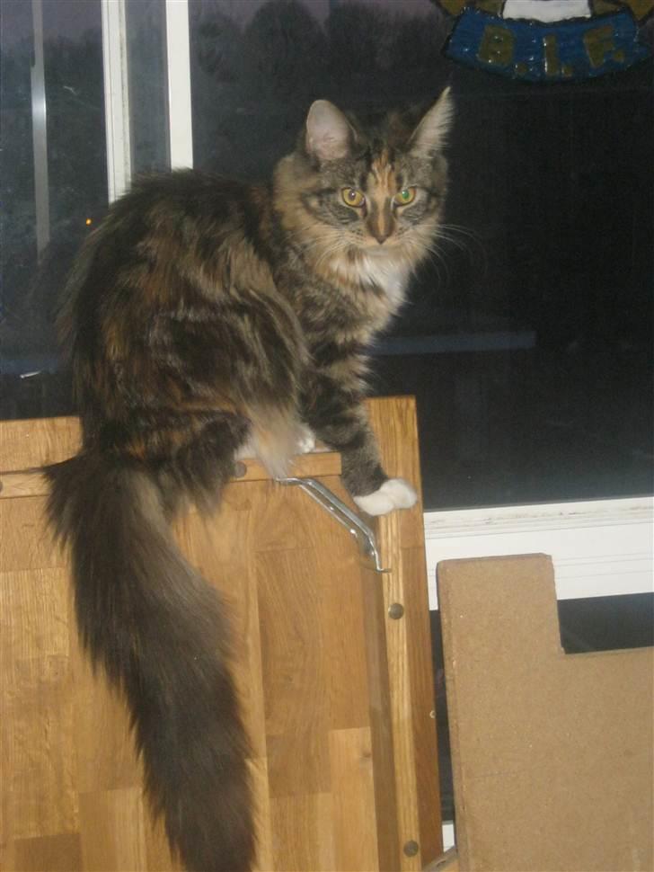 Maine Coon lykkekatte Lakota billede 15