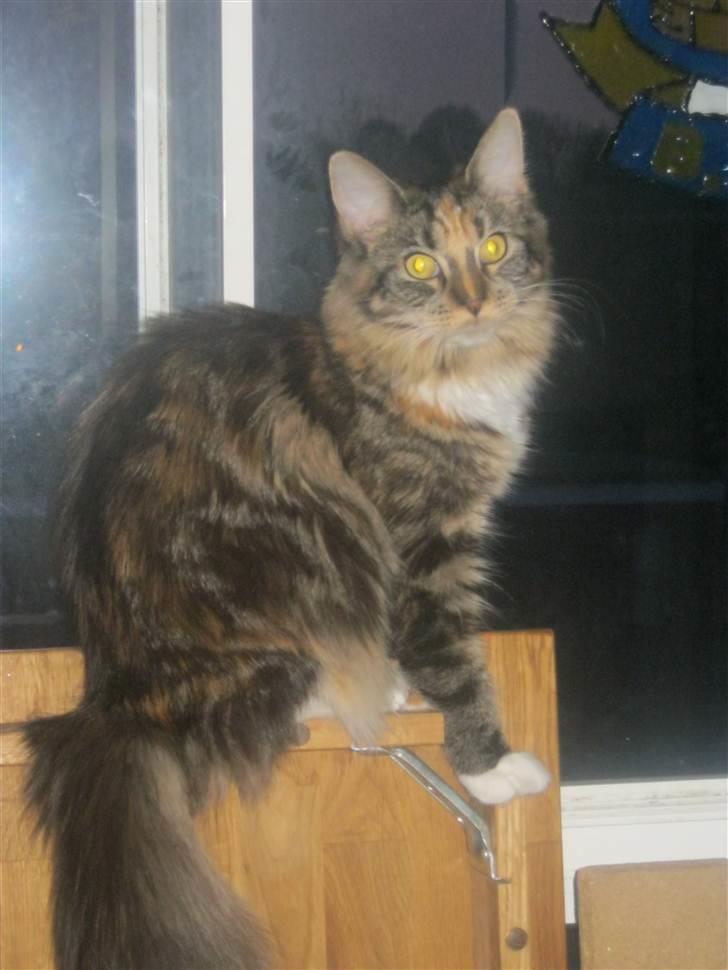 Maine Coon lykkekatte Lakota billede 16