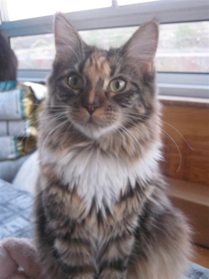 Maine Coon lykkekatte Lakota billede 17