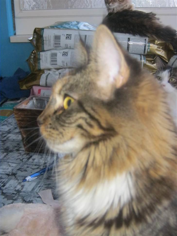 Maine Coon lykkekatte Lakota billede 18