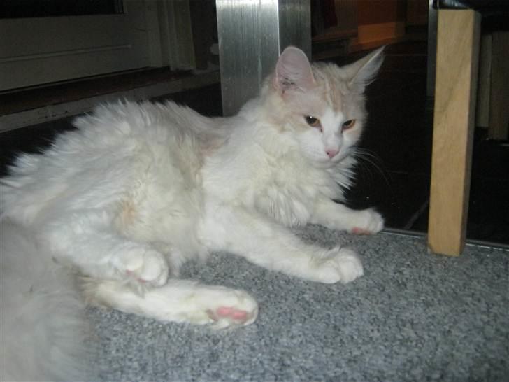 Maine Coon Lykkekatte Jersey billede 18