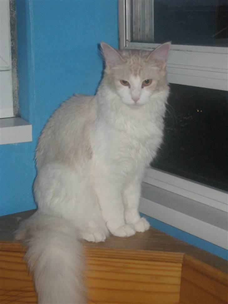 Maine Coon Lykkekatte Jersey billede 19