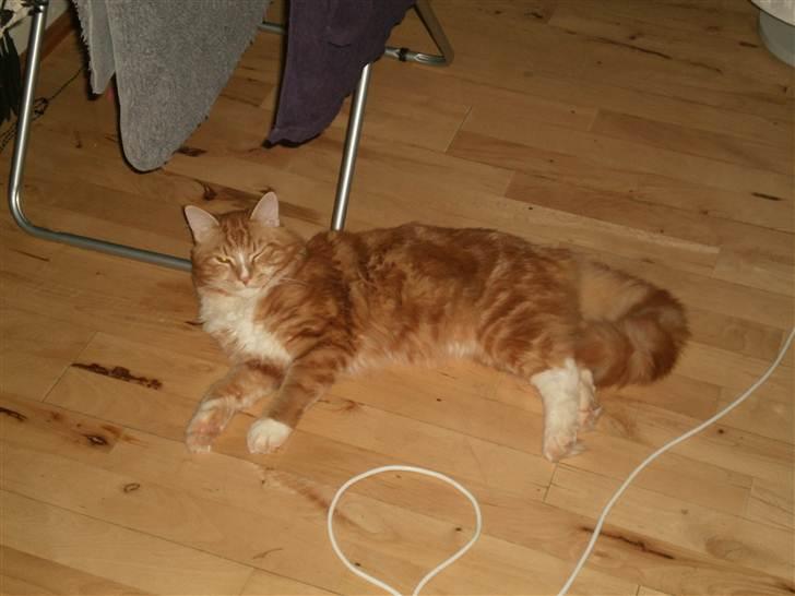 Blanding af racer Tumle billede 7