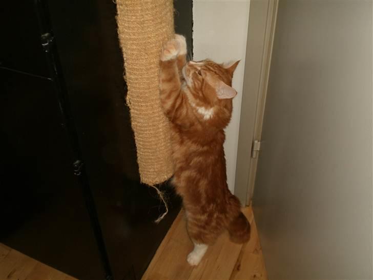 Blanding af racer Tumle billede 8