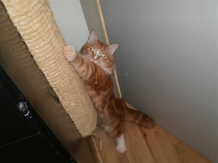 Blanding af racer Tumle billede 9