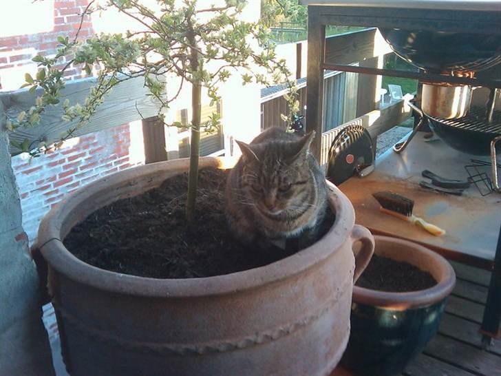 Huskat Sofine billede 19