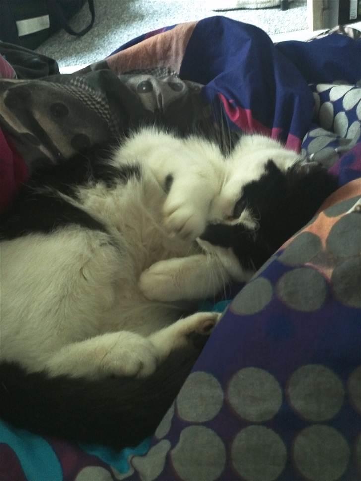 Huskat Sunshine - Er jeg ikke en sød lille mis? du kan da ikke være sur på mig vel?  billede 9