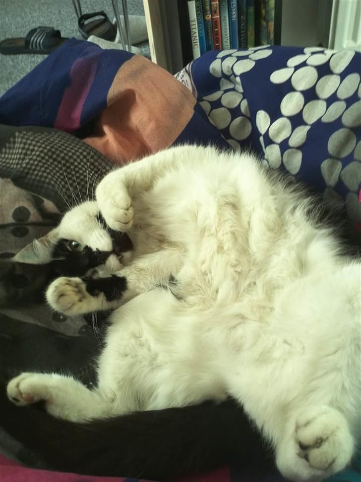 Huskat Sunshine billede 14