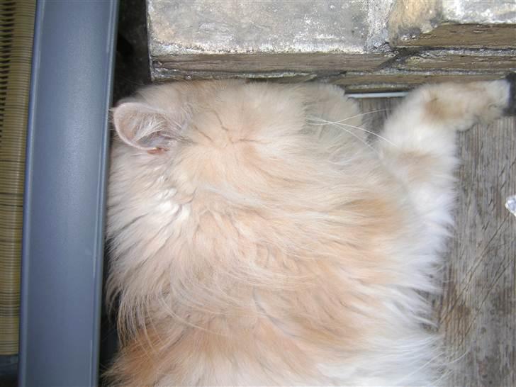 Perser Louie - Louie som ligger med hovedet op af en mur og sover.. billede 4