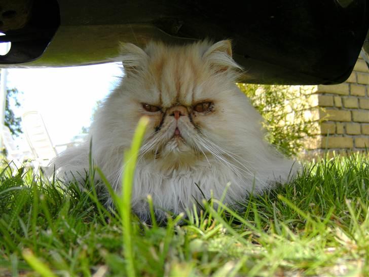 Perser Louie billede 7