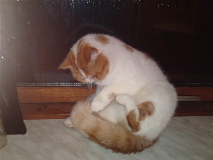 Exotic Chanel billede 2