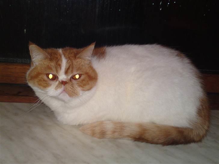 Exotic Chanel billede 3