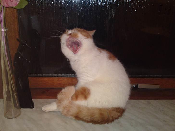 Exotic Chanel billede 4