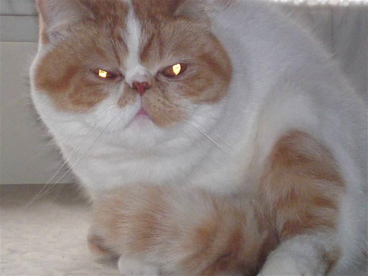 Exotic Chanel billede 5