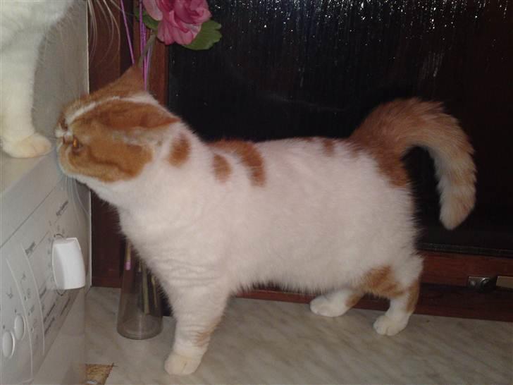 Exotic Chanel billede 6