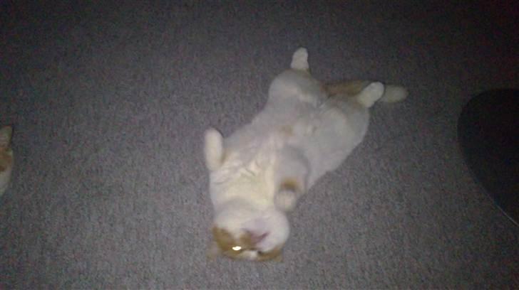 Exotic Chanel billede 8