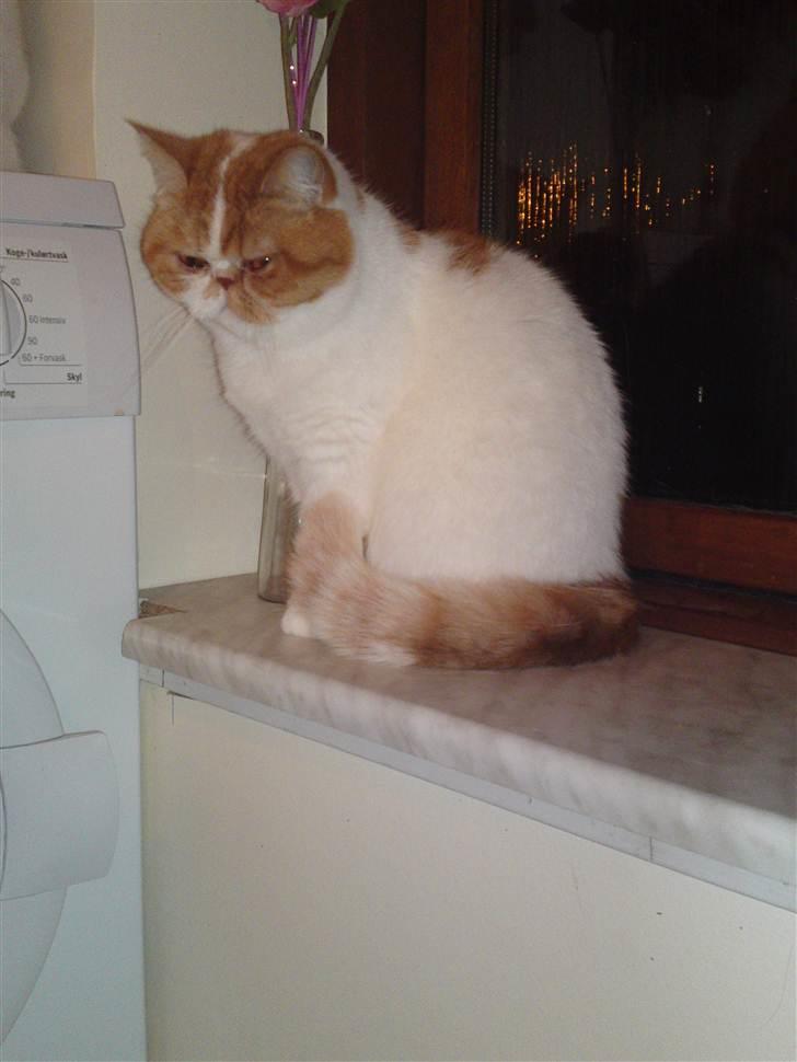 Exotic Chanel billede 9