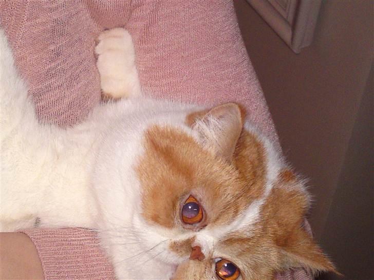 Exotic Chanel billede 10