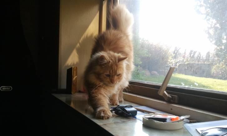 Blanding af racer Houdini billede 2