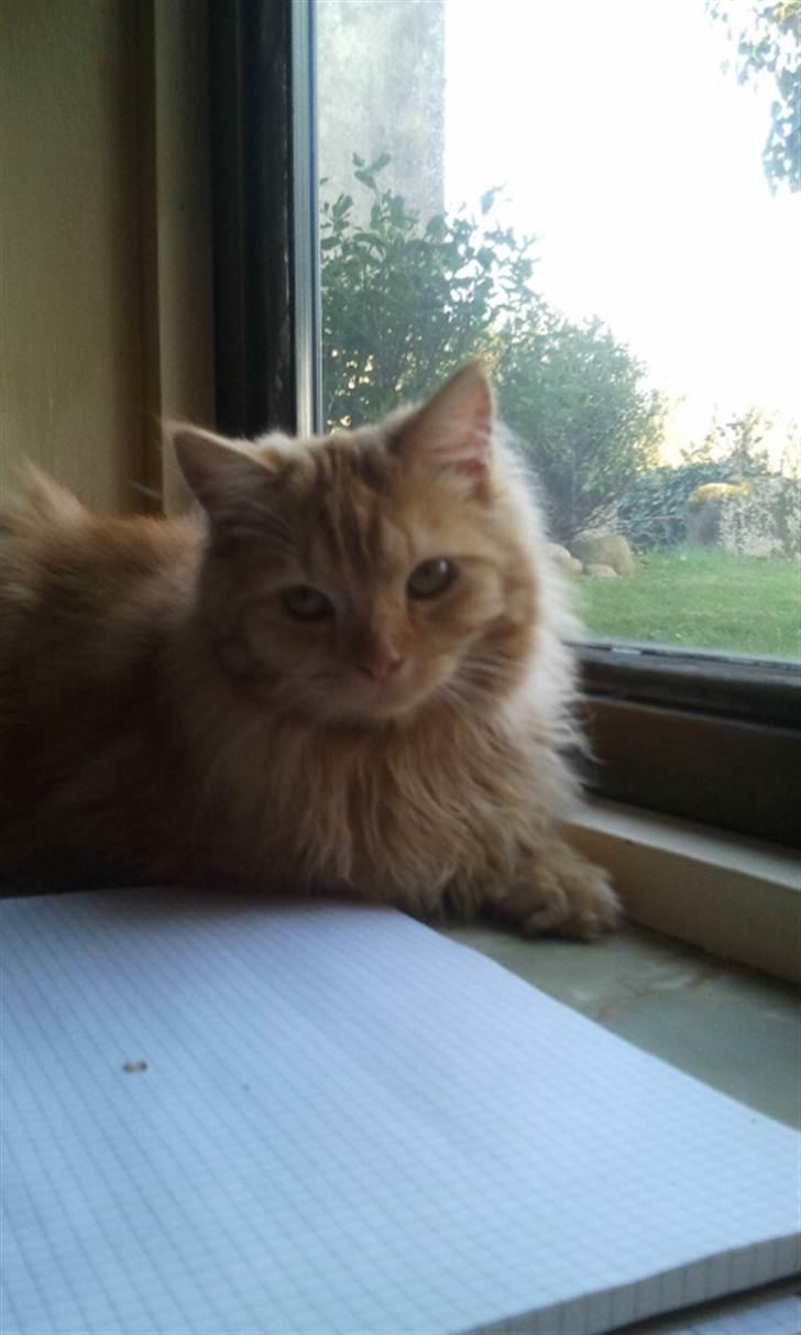 Blanding af racer Houdini billede 3