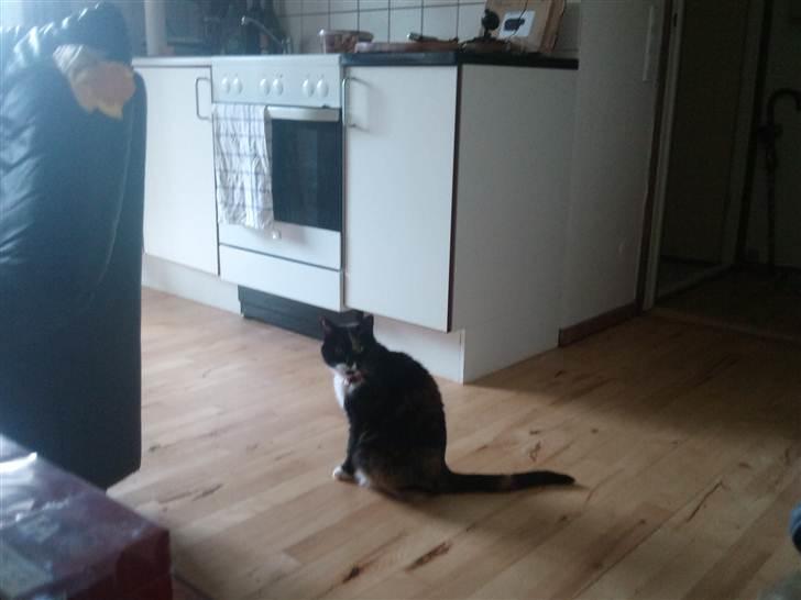 Huskat Misse billede 2