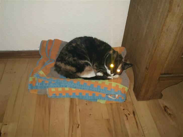 Huskat Misse billede 3