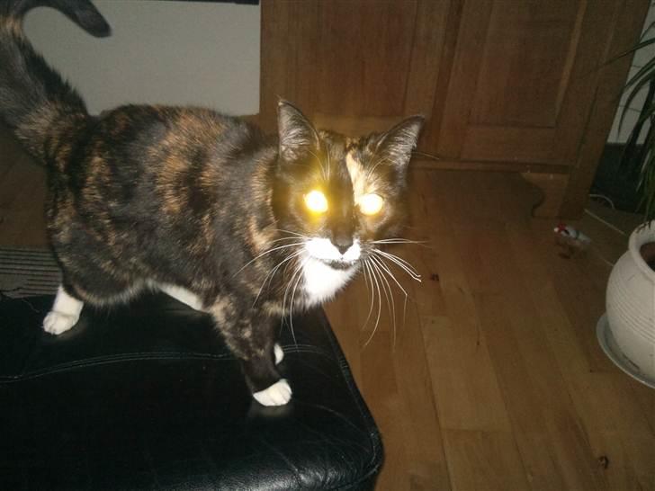 Huskat Misse billede 4