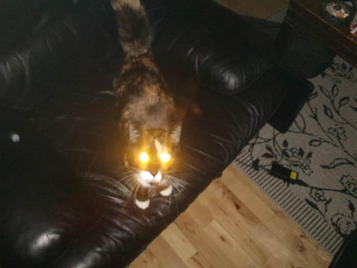 Huskat Misse billede 5