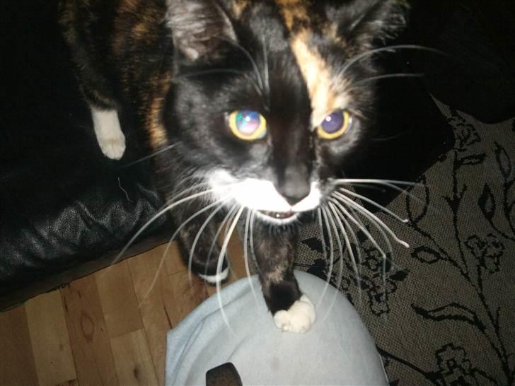 Huskat Misse billede 6