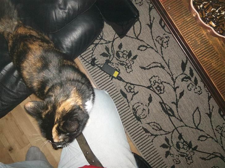 Huskat Misse billede 7