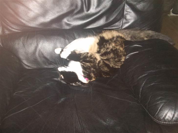 Huskat Misse billede 8