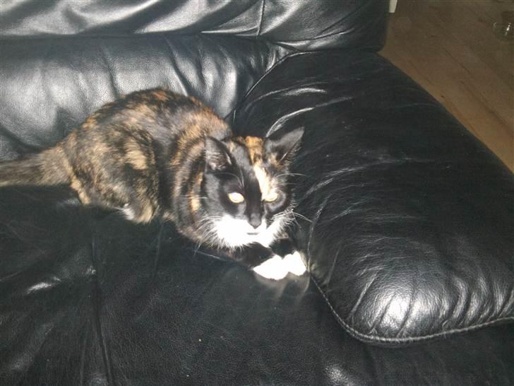 Huskat Misse billede 9