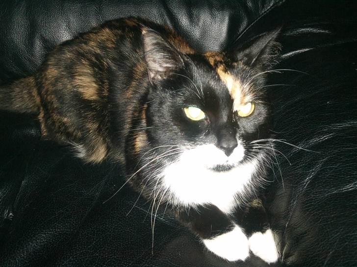 Huskat Misse billede 10