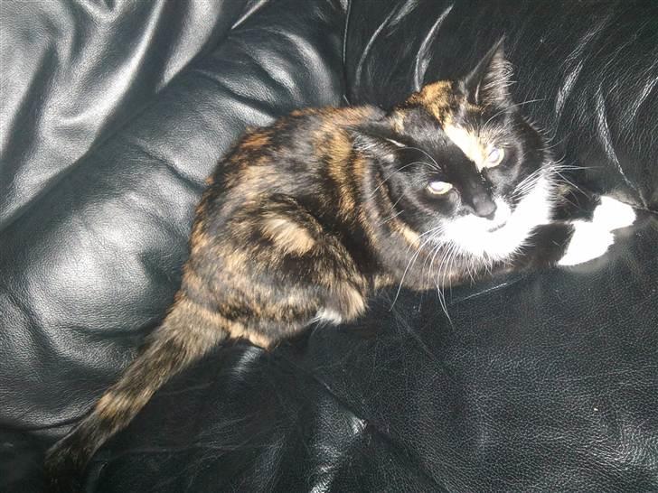 Huskat Misse billede 11