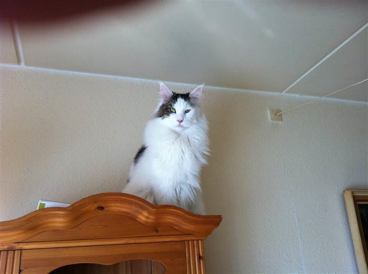 Maine Coon Sheercoons Ozzy billede 7