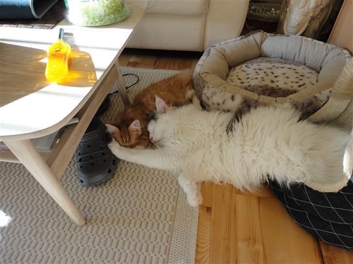 Maine Coon Sheercoons Ozzy billede 8