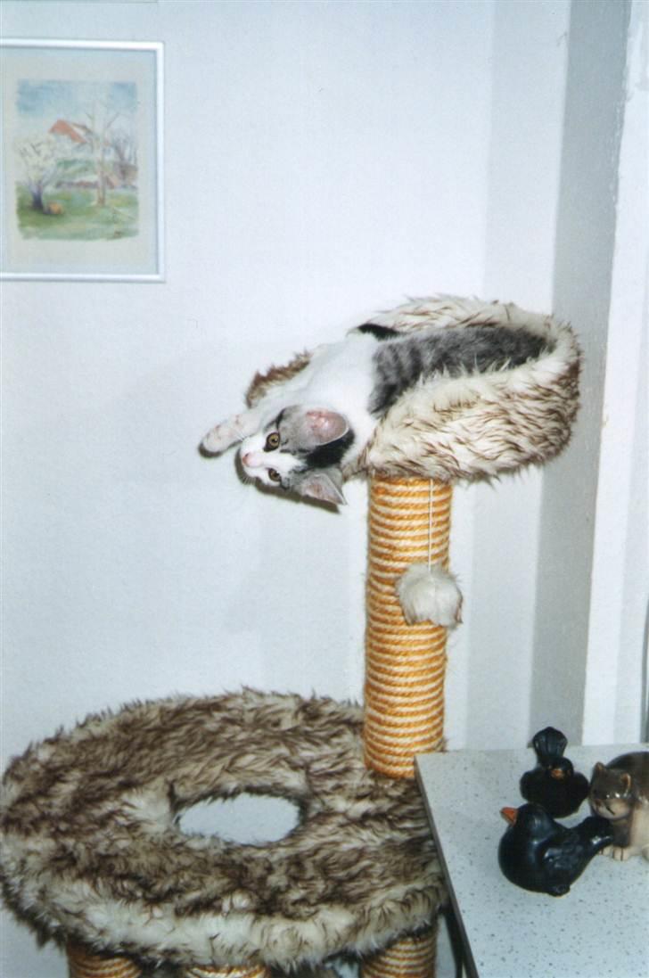 Huskat Freddie billede 1