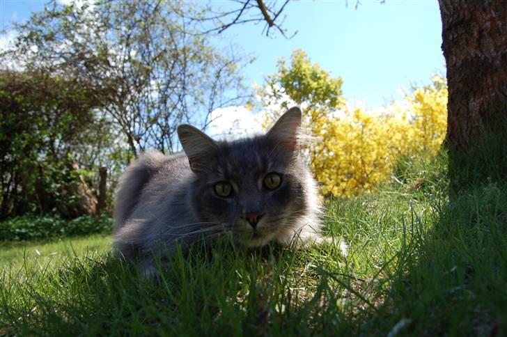 Maine Coon Killing billede 1