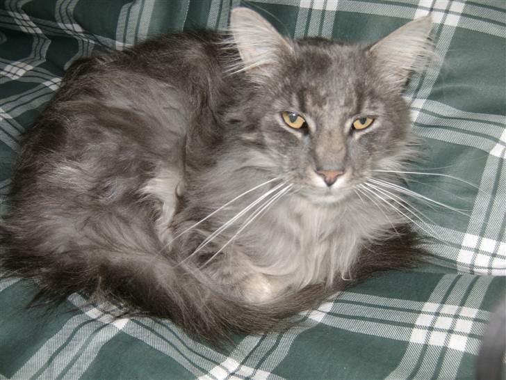 Maine Coon Killing billede 2