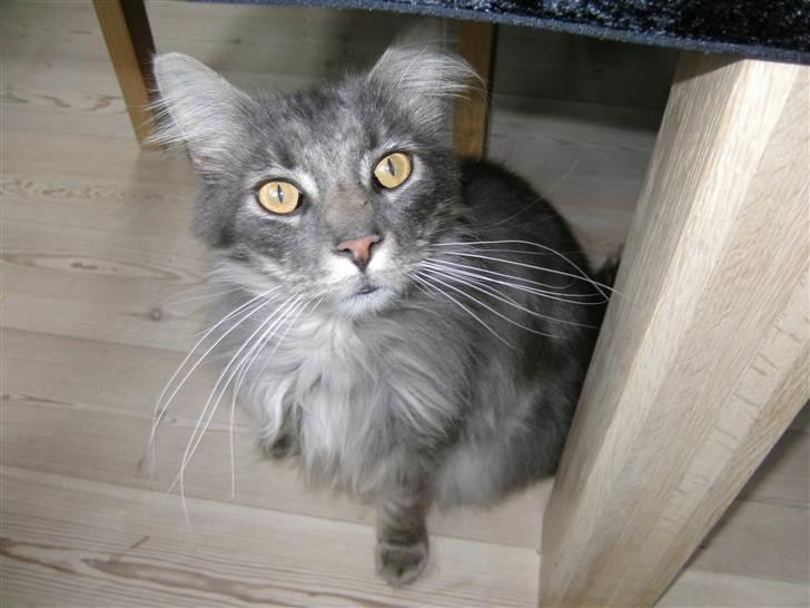 Maine Coon Killing billede 3