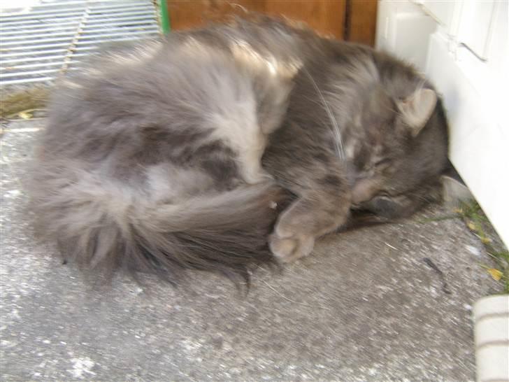 Maine Coon Killing billede 4